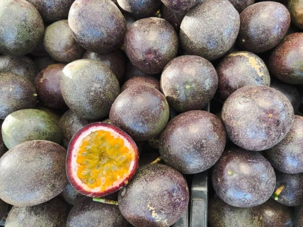2,000+ Purple Passion Fruit Seeds (Passiflora edulis) – Premium Certified Bulk Tropical Edible Fruit Vine Seeds for Planting