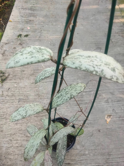 Hoya Sigillatis - Stunning Silver-Speckled Tropical Wax Plant