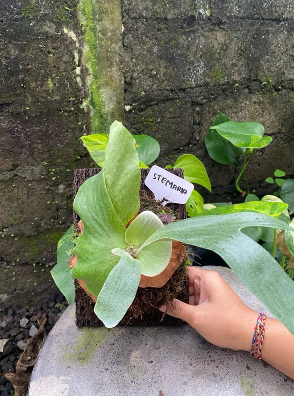 Platycerium Stemaria - Majestic & Rare Tropical Staghorn Fern