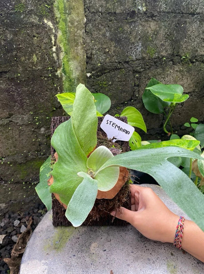 Platycerium Stemaria - Majestic & Rare Tropical Staghorn Fern