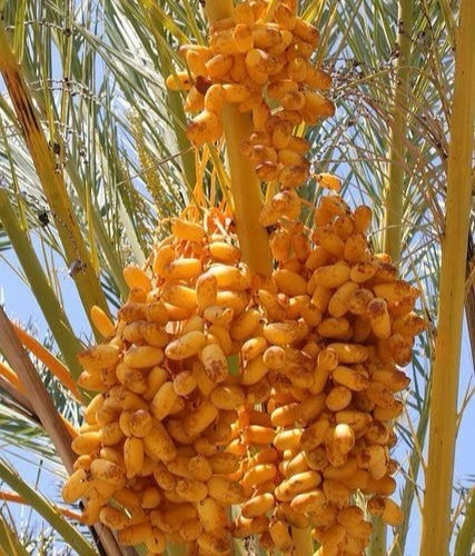 Rabia Date Palm Seeds (Phoenix dactylifera 'Rabia') – 35 pcs Premium Fresh Rare Sweet Rabia Date Seeds