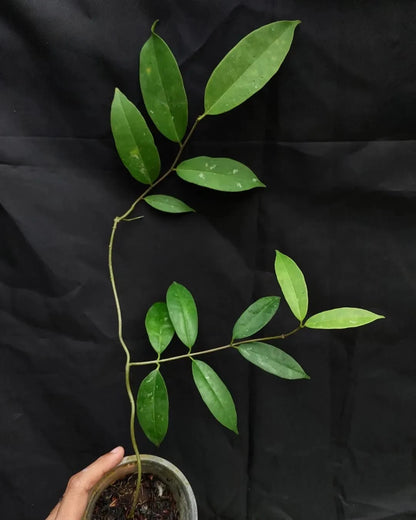 Hoya wallichii ssp. tenebrosa – Rare Exotic Tropical Wax Vine