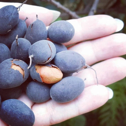 Velvet Tamarind Seeds (30+ Seeds) | Dialium indum | Exotic Tropical Tree Seeds | Rare Fruit Plant | Unique Garden Seeds