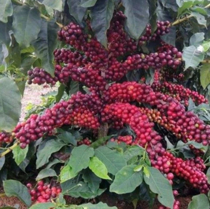 Premium Robusta Coffee Seeds (Coffea canephora 'Robusta') – 120+ Premium Fresh Ultra-Bold High-Caffeine Robusta Coffee Seeds for Planting