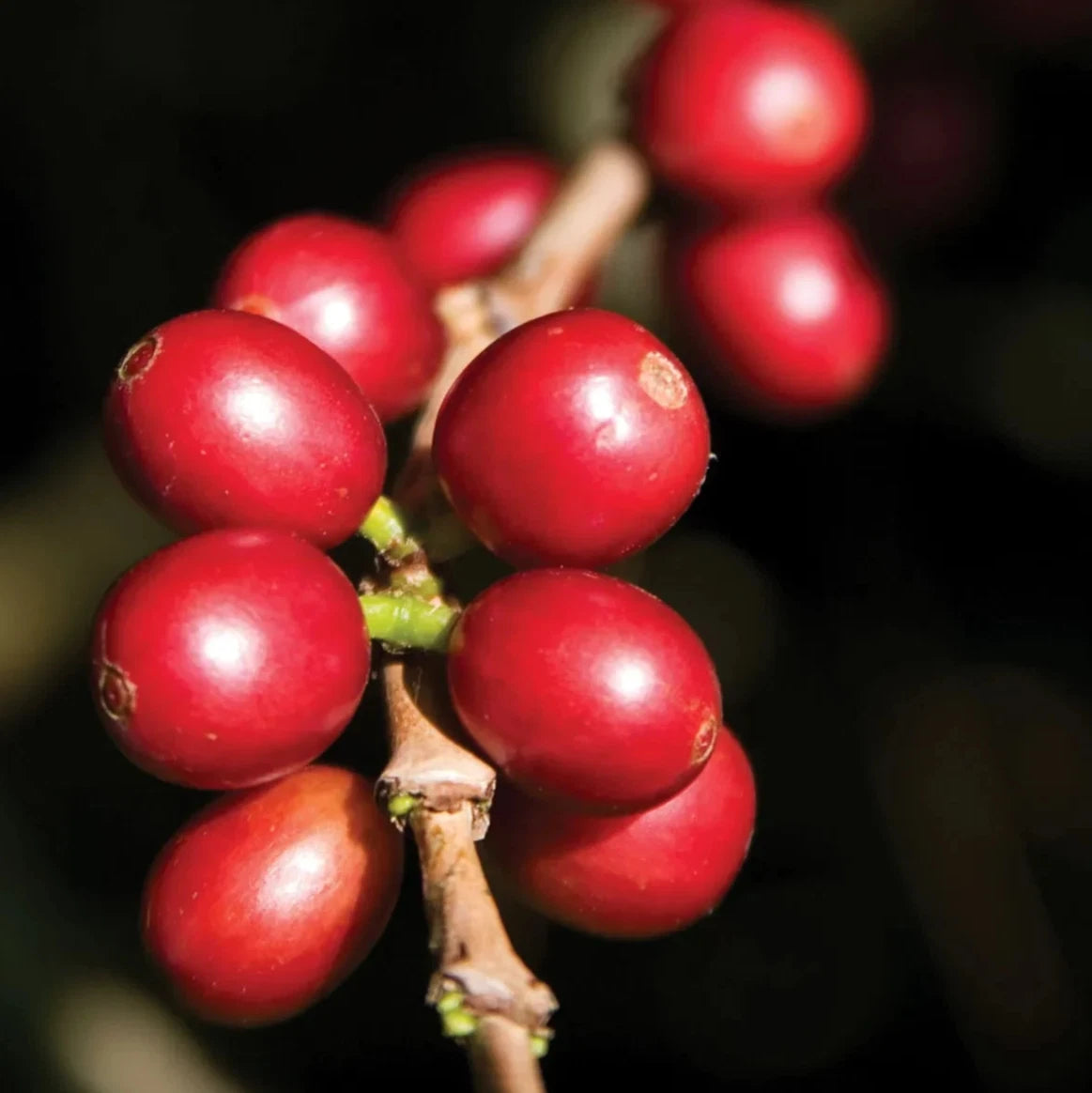 Arabica Coffee Seeds 120+ pcs (Coffea arabica) – Premium Certified Exotic Coffee Bean Plant Seeds for Planting