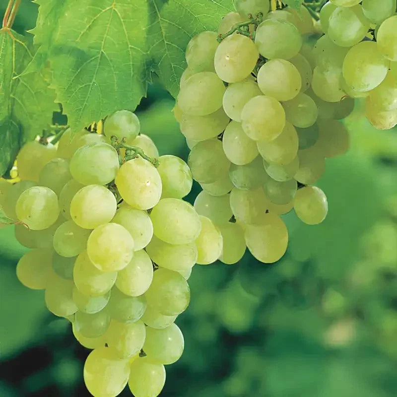 Thompson Seedless Table Grape Seeds (Vitis vinifera var. Thompson Seedless / 100+ Premium Classic Green Fruit Seeds) – Premium Botanical Specimen Plant Seeds for Planting