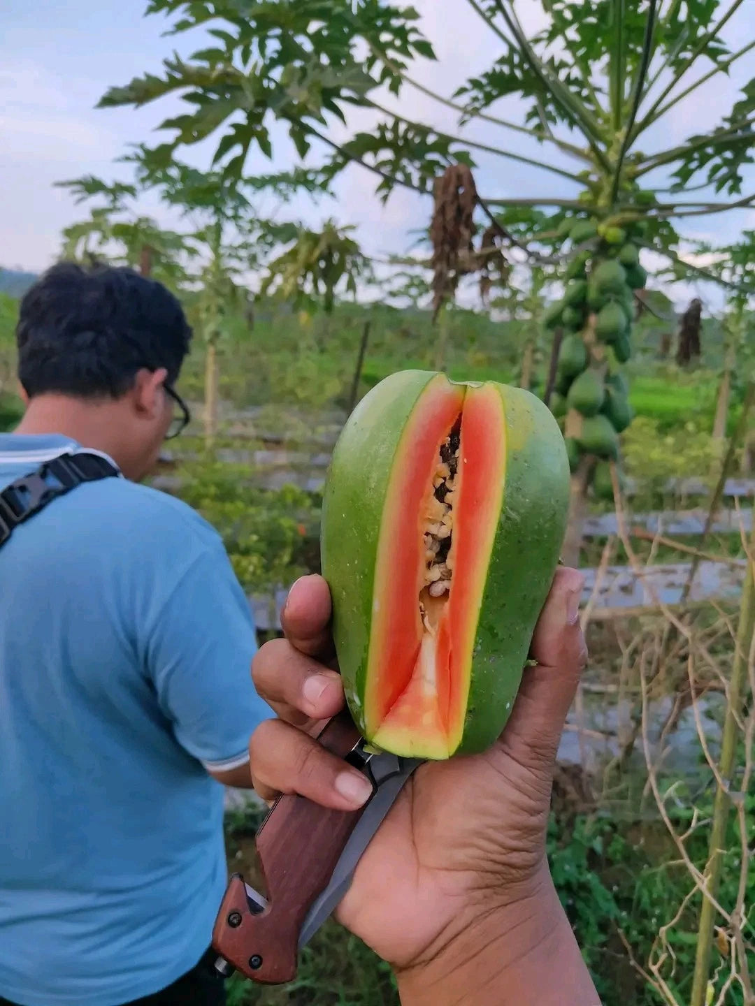 Hawaii Papaya (Carica papaya L.) – 150+ Fresh Premium Seeds
