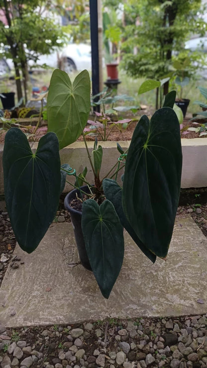 Anthurium 'Legacy' (Dark Form) – Big Size Rare Tropical Aroid