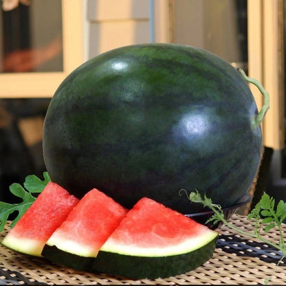Watermelon Seeds 20+ pcs Bundle (Citrullus lanatus) – 4-Cultivar Garden Package Premium Certified Sweet Melon Fruit Plant Seeds for Planting