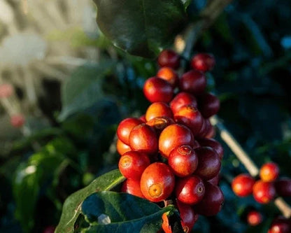 Kalimas Coffee Seeds (Coffea arabica x canephora / 120+ Premium Heritage Hybrid Coffee Bean Seeds) – Exotic Botanical Specimen Plant Seeds for Planting