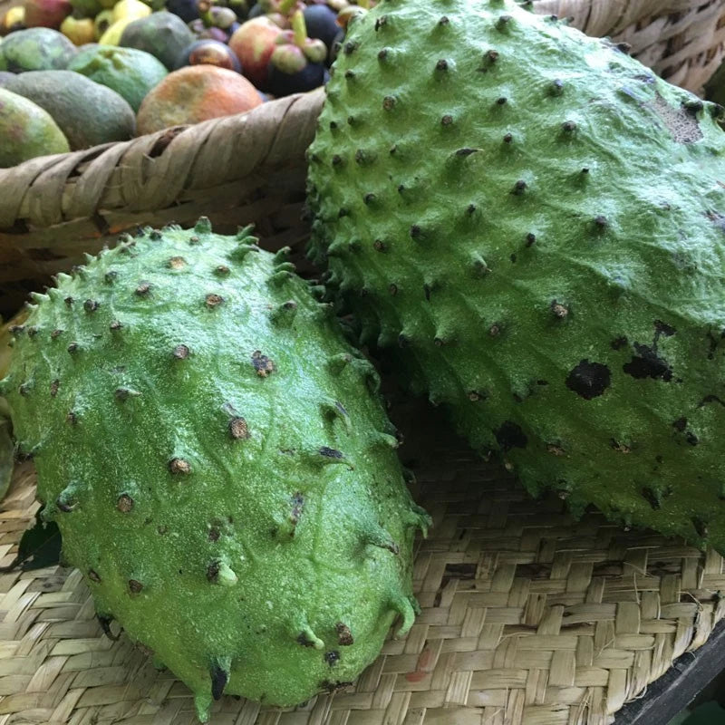 Guanabana Blanca Soursop Seeds (Annona muricata 'Blanca') – 100+ Premium Fresh Sweet White-Fleshed Soursop Seeds