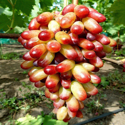 Exotic Premium Grape Seeds var. Manicure Finger (Vitis vinifera 'Manicure Finger') – Unique Slender Two-Tone Table Grape Seeds for Planting (100+ Pcs)
