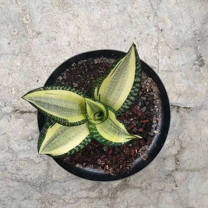 Sansevieria Futura Hendrika Mutation Rare Snake Plant | Variegated Tropical Houseplant | Collector Sansevieria