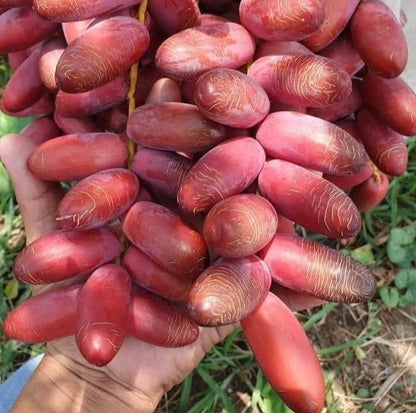 Premium Khadrawy Khudri Date Palm Seeds (Phoenix dactylifera) – 35 Pcs Fresh Rare Exotic Red Date Seeds for Planting