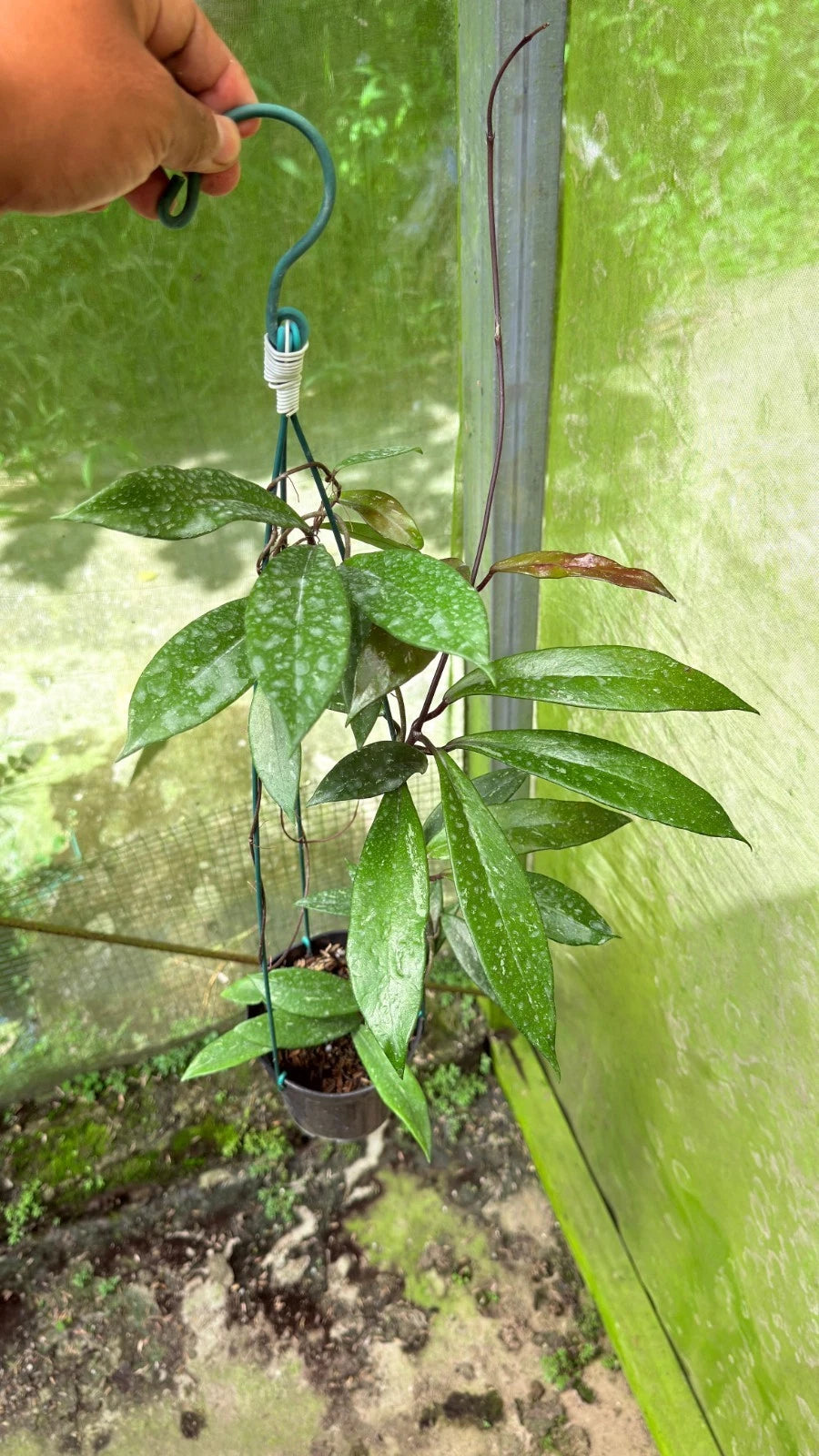 Hoya Pubicalyx 'Black' - Exotic Dark-Flowering Wax Plant
