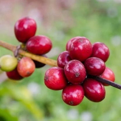 Antigua Coffee Seeds 120+ pcs (Coffea arabica var. Antigua) – Premium Certified Guatemalan Coffee Bean Plant Seeds for Planting