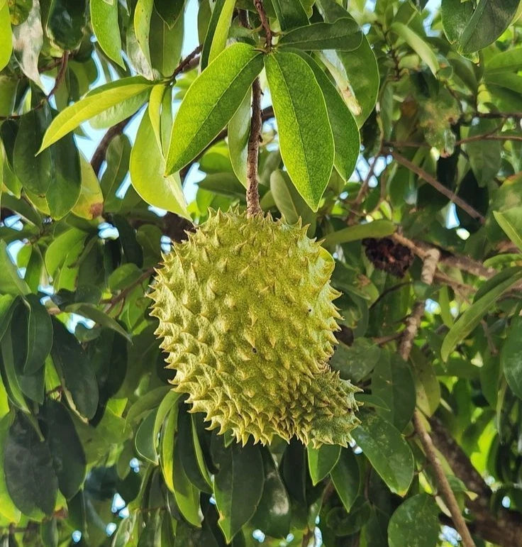 Guanabana Acida Soursop Seeds (Annona muricata 'Guanabana Acida') – 100 pcs Premium Fresh Rare High-Juice Soursop Seeds
