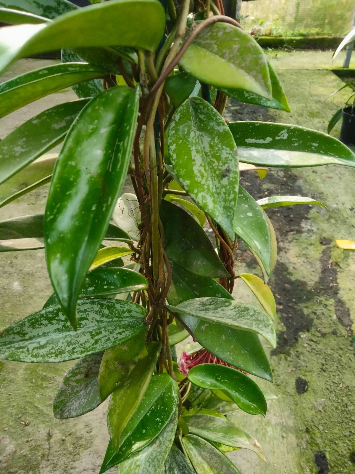 Hoya Pubicalyx - Classic & Versatile Tropical Wax Plant