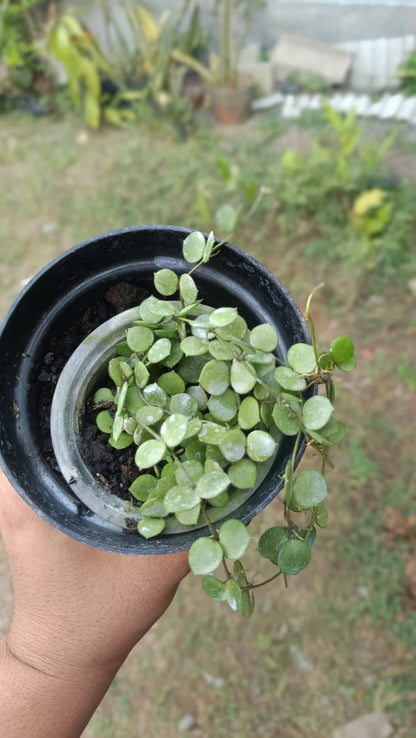 Rare Hoya Peltata Mini Coin Sp. Borneo - Premium Real Picture Exotic Tropical Wax Plant