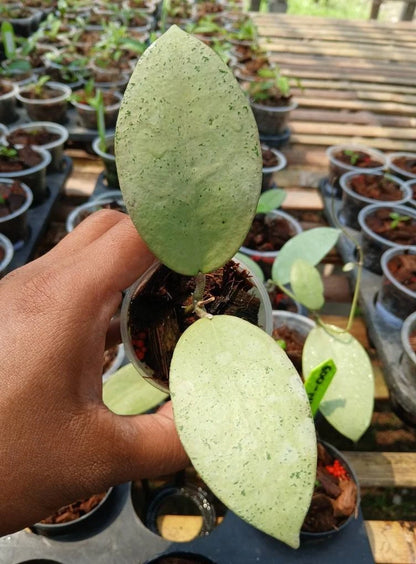 Hoya sp. ‘Menak Sopal Silver’ | Rare Tropical Wax Plant | Silver Leaf Collector Hoya | Indoor Outdoor