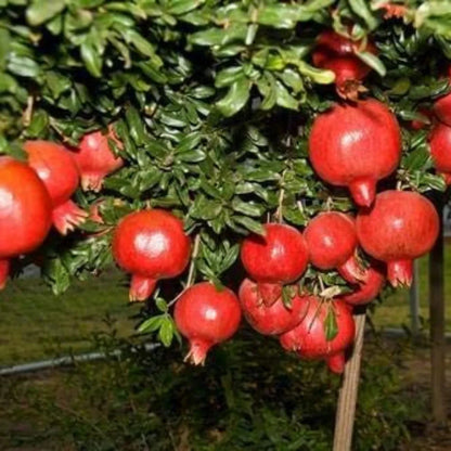 Kesar Pomegranate Seeds (Punica granatum 'Kesar') – 100 Premium Fresh Rare Ultra-Sweet Grenadine Kesar Pomegranate Seeds