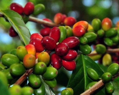 Premium Parainema Coffee Seeds (120+ pcs) - Authentic Coffea sp. Award-Winning Exotic Coffee Tree