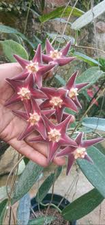 Hoya Stenakei ‘Dark SP Papua’ | Rare Tropical Wax Plant | Indoor Outdoor Hoya | Exotic Collector Plant