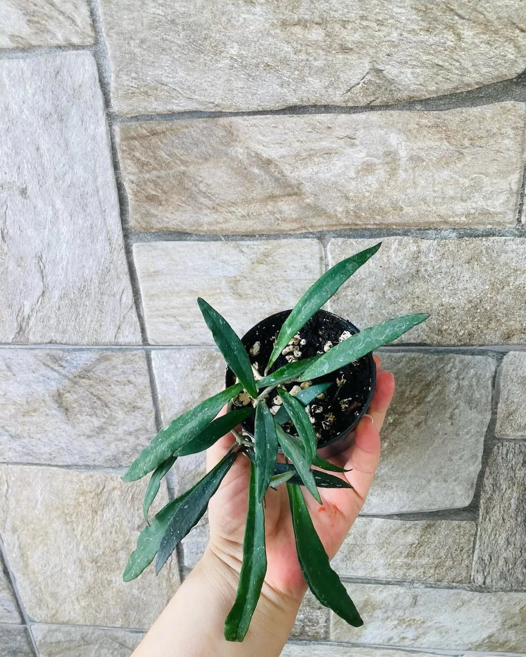 Rare Hoya Mirabilis - Premium Exotic Tropical Wax Plant Collector's Ivy