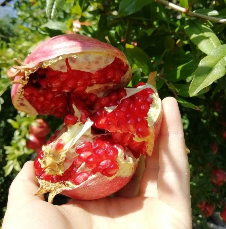 Shisheh Pomegranate Seeds (Punica granatum 'Shisheh') – 100+ Premium Fresh Rare Ultra-Sweet Soft-Seeded Shisheh Pomegranate Seeds