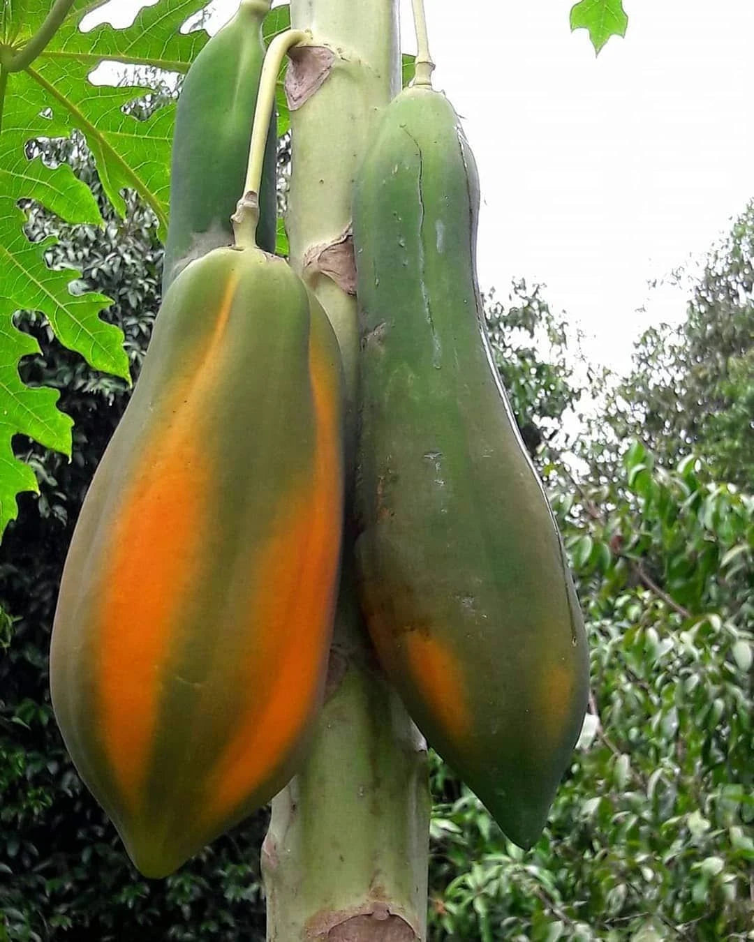 Kingsland Papaya Seeds (Carica papaya / 150+ Premium High-Yield Commercial Tropical Fruit Seeds) – Premium Exotic Botanical Specimen Plant Seeds for Planting