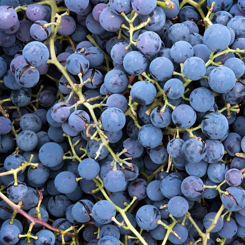 Concord Grape Seeds (Vitis labrusca 'Concord') – Premium Certified American Table & Juicing Grape Fruit Vine Seeds for Planting