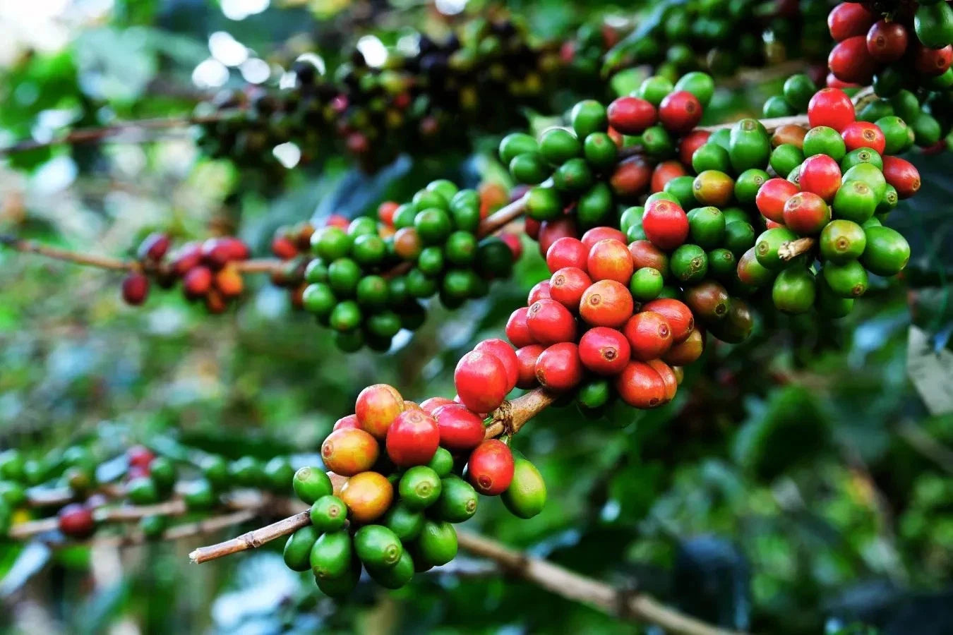 Maragogipe Coffee Seeds (Coffea arabica var. Maragogipe / "Elephant Bean" Giant Heirloom Selection) – Premium Gourmet Specialty Coffee Plant Seeds for Planting
