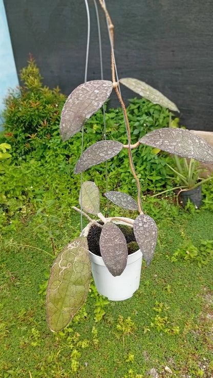 Hoya clemensiorum – Dark-Leaf Rare Tropical Wax Plant