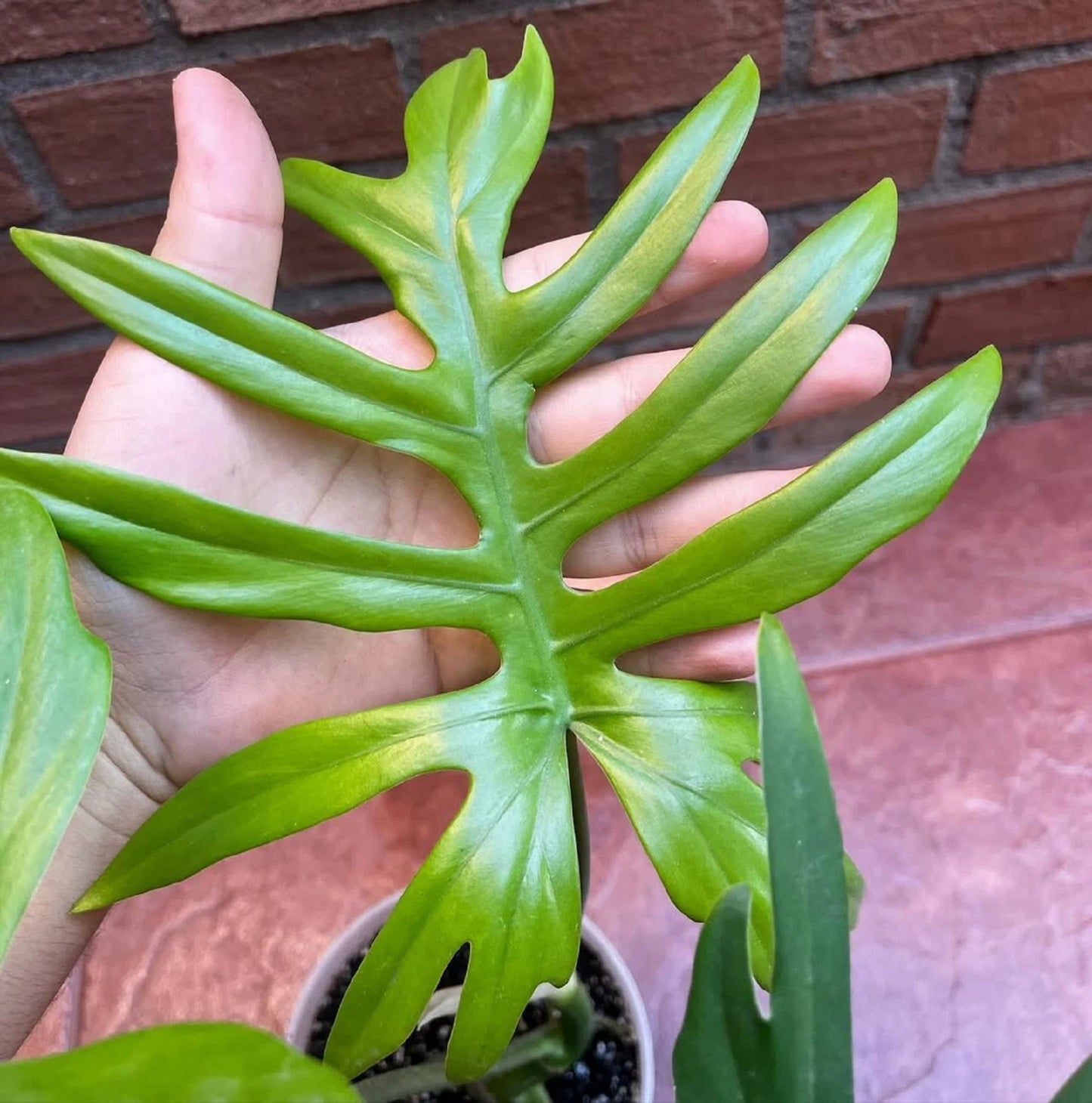 Philodendron mayoi - Rare Tropical Aroid