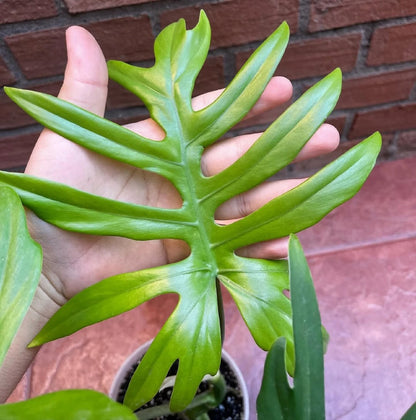 Philodendron mayoi - Rare Tropical Aroid