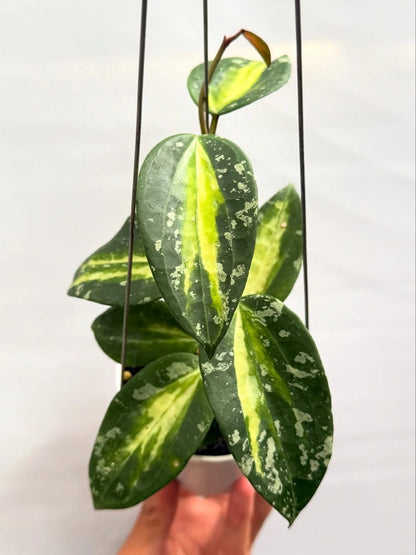 Hoya Latifolia Inner Variegated Plant | Rare Variegated Hoya | Tropical Wax Plant | Indoor Outdoor Houseplant