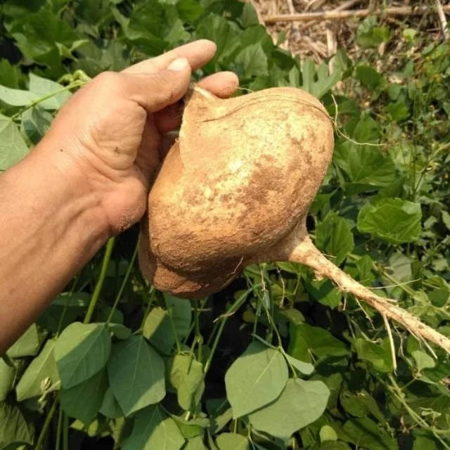 Jicama Yam Bean Seeds (Pachyrhizus erosus / 50+ Crisp Sweet Root Vegetable Seeds) – Premium Exotic Botanical Specimen Plant Seeds for Planting