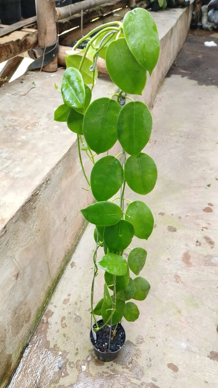 Hoya Lauterbachii SP Papua Lush Leaves Rare Tropical Wax Plant (Giant Fuzzy-Flowered Epiphytic Vine Specimen) – Premium Botanical Houseplant Seeds & Cuttings for Growing