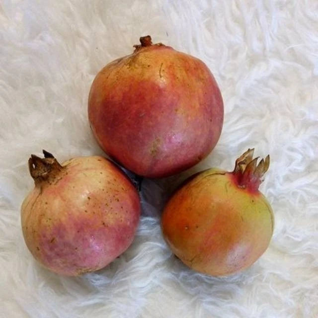 100+ Red Pulps Pomegranate Seeds (Punica granatum) – Premium High-Yield Deep Ruby Red Fruit Plant Seeds for Planting