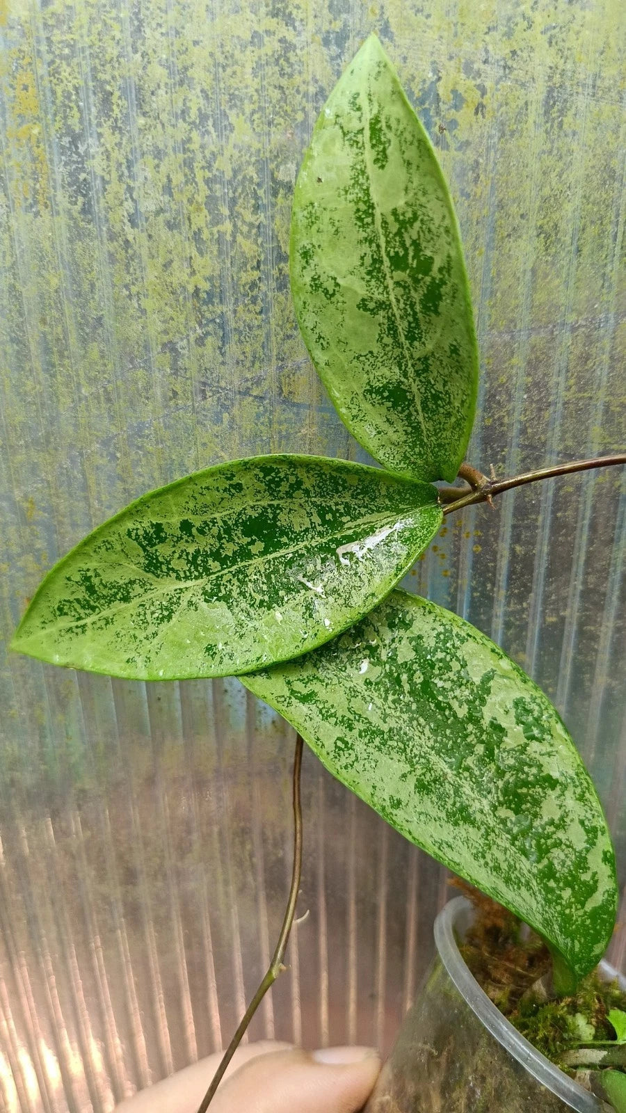 Stunning Hoya Pottsii Silver – Rare Tropical Indoor & Outdoor Wax Plant