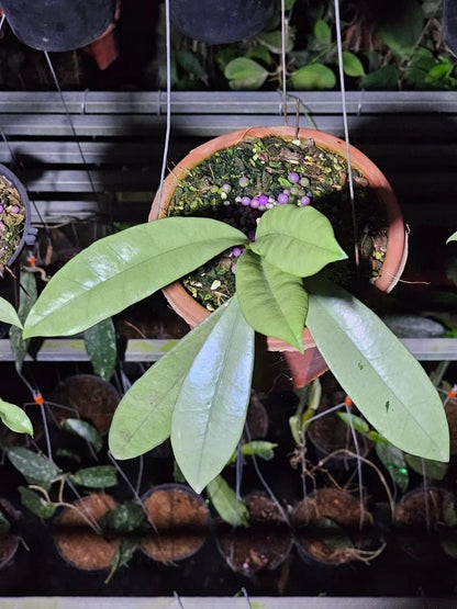 Hoya Griffithii Silver Splash | Ultra Rare Hoya Wax Plant | Tropical Indoor Outdoor Houseplant