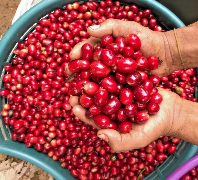 Pacamara Coffee Seeds (120+ Bulk Seeds, Coffea arabica var. Pacamara) – Premium High-Elevation Gourmet Large-Bean Coffee Plant Seeds for Planting