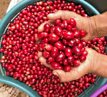Pacamara Coffee Seeds (120+ Bulk Seeds, Coffea arabica var. Pacamara) – Premium High-Elevation Gourmet Large-Bean Coffee Plant Seeds for Planting