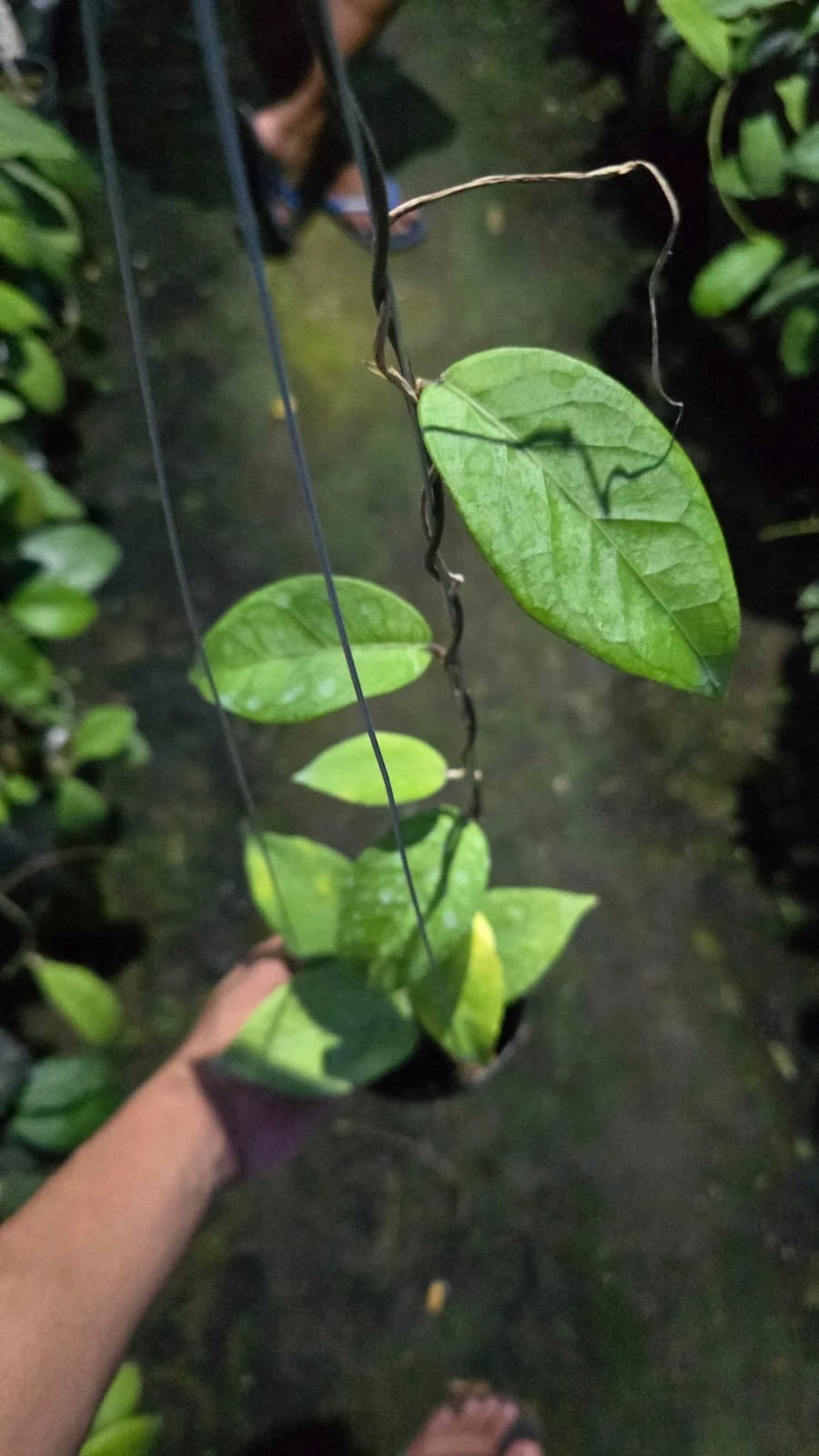 Hoya shogun 'Aceh' Medium Size Rare Tropical Wax Plant Seeds – Exotic Climbing Vine & Epiphytic Foliage Plant Seeds for Planting
