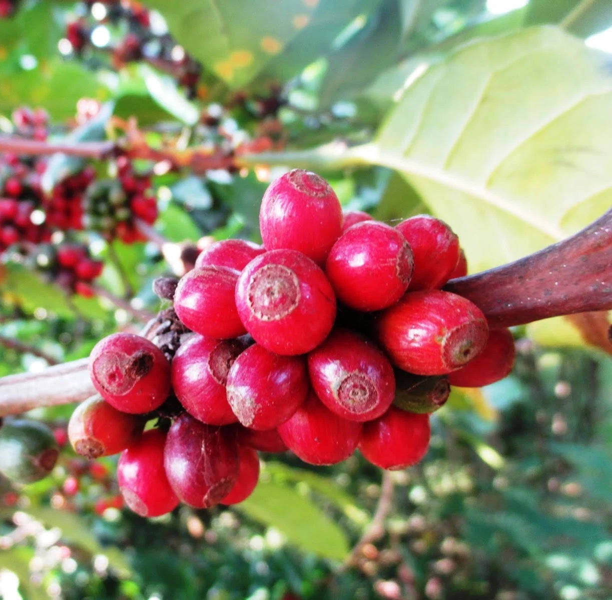 Premium Excelsa Coffee Seeds (Coffea liberica var. dewevrei) – 120+ Rare Exotic High-Yield Specialty Coffee Seeds