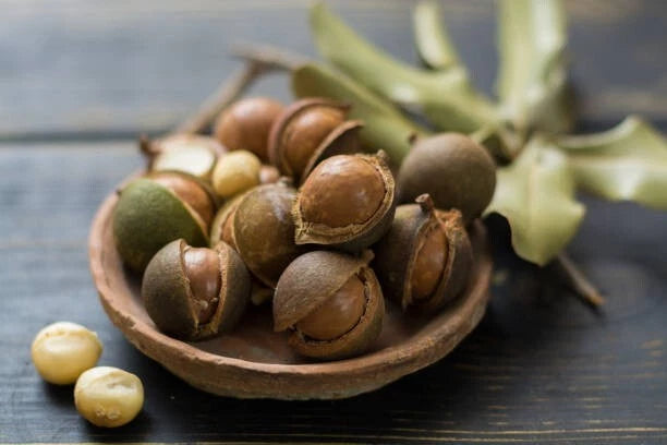 Macadamia Nut (Macadamia integrifolia) – 20+ Premium Seeds for Planting