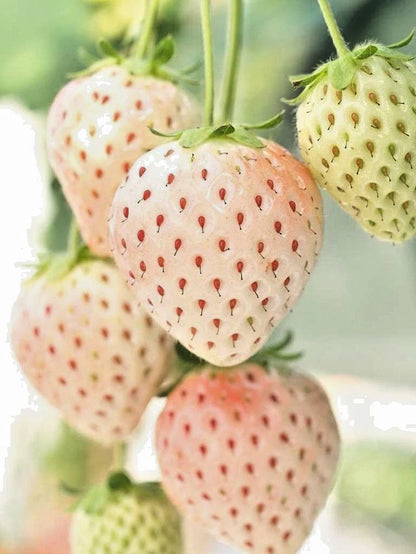 Strawberry Seeds 160+ pcs Bundle (Fragaria × ananassa) – 4-Cultivar Garden Package Premium Certified Sweet Berry Fruit Plant Seeds for Planting