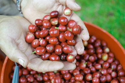Castillo Coffee Seeds (Coffea arabica var. Castillo) – Premium Certified High-Yield Disease-Resistant Gourmet Coffee Bean Plant Seeds for Planting (120 Pcs)