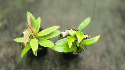 Hoya 'Little Tail' (Hybrid) – Rare Tropical Collector’s Wax Plant