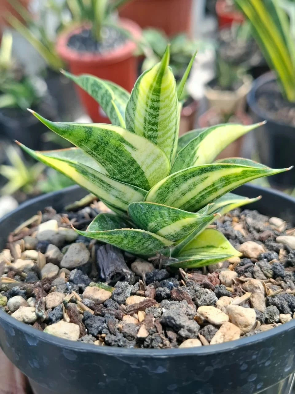 Sansevieria Sindoro Variegated - Rare Tropical Snake Plant